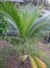 soil recovery